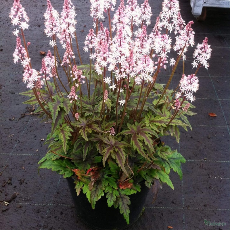 Foamflower Angel Wings in the GardenTags plant encyclopedia