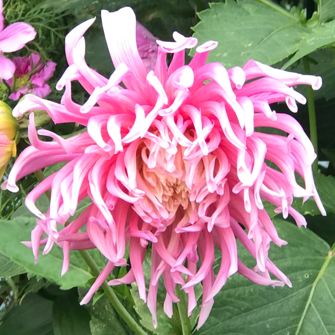 Dahlia Stars Favourite in the GardenTags plant encyclopedia Dahlia Stars Favourite in the GardenTags plant encyclopedia