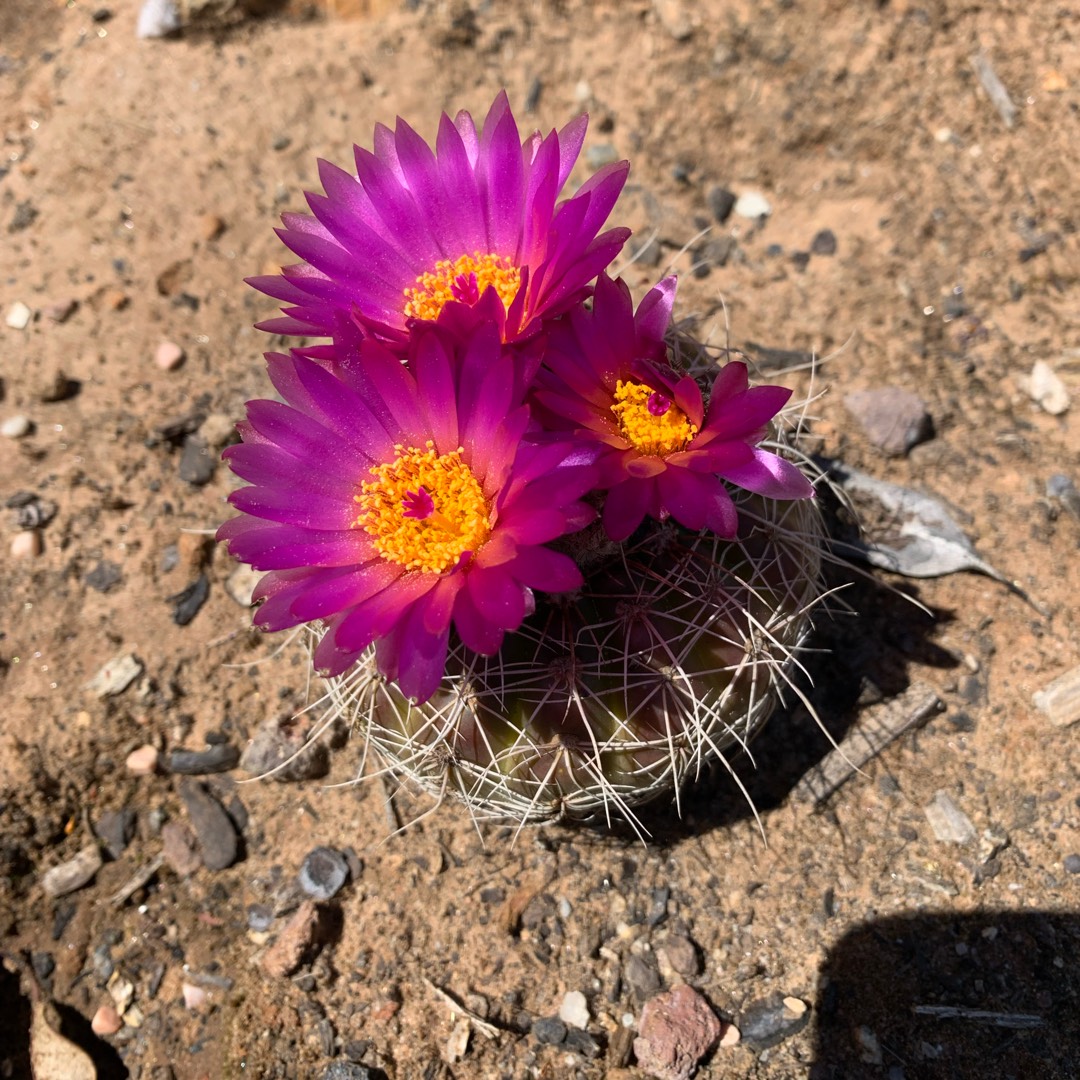 Notocactus rutilans syn. Parodia rutilans in the GardenTags plant encyclopedia Pink Ball Cactus in the GardenTags plant encyclopedia