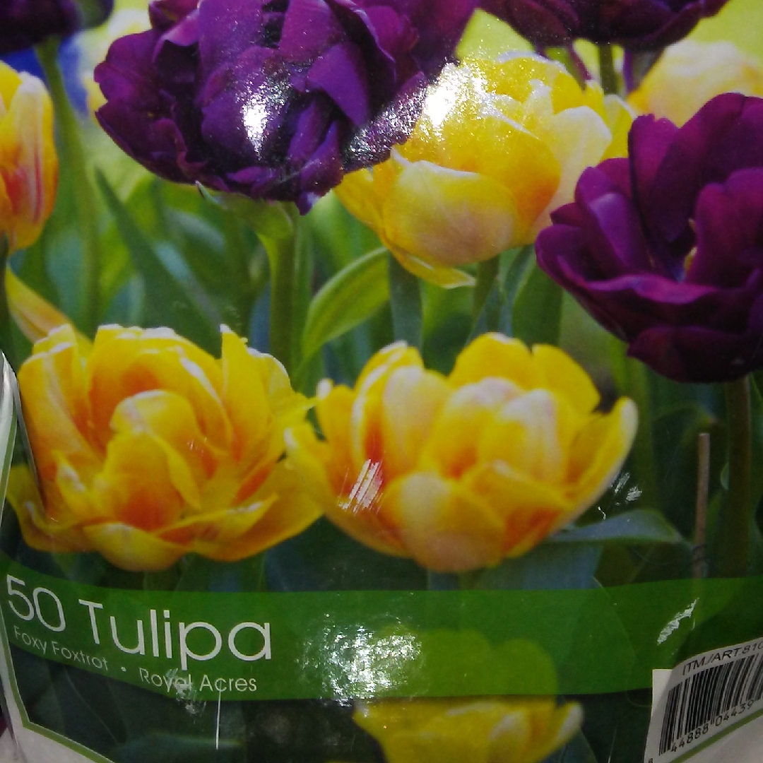 Tulipa Foxy Foxtrot in the GardenTags plant encyclopedia Tulip Foxy Foxtrot (Double Early) in the GardenTags plant encyclopedia