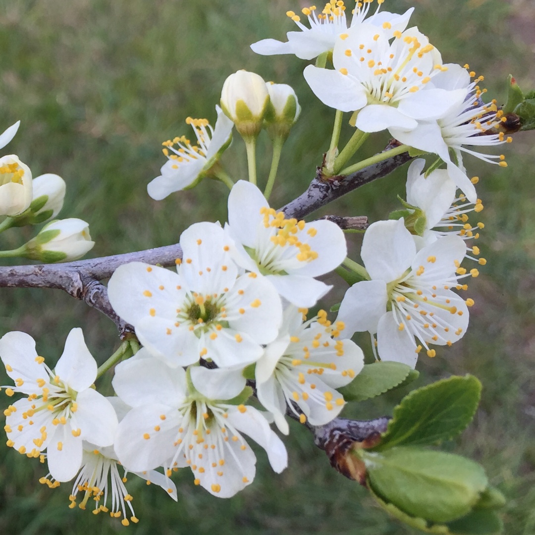 Prunus domestica Angelina Burdett in the GardenTags plant encyclopedia Plum Angelina Burdett in the GardenTags plant encyclopedia