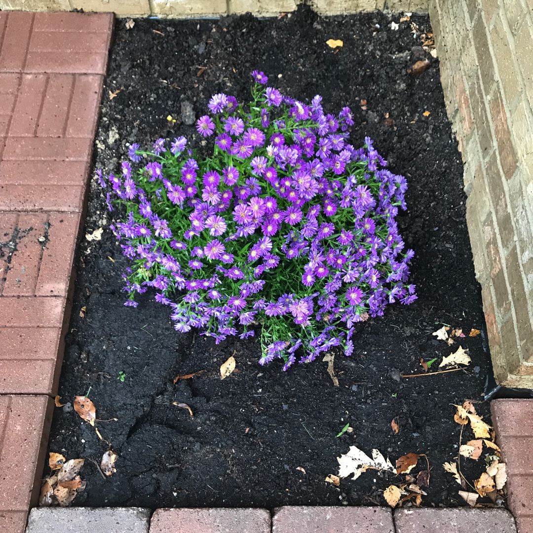 Aster novi-belgii Magic in the GardenTags plant encyclopedia Aster Magic in the GardenTags plant encyclopedia