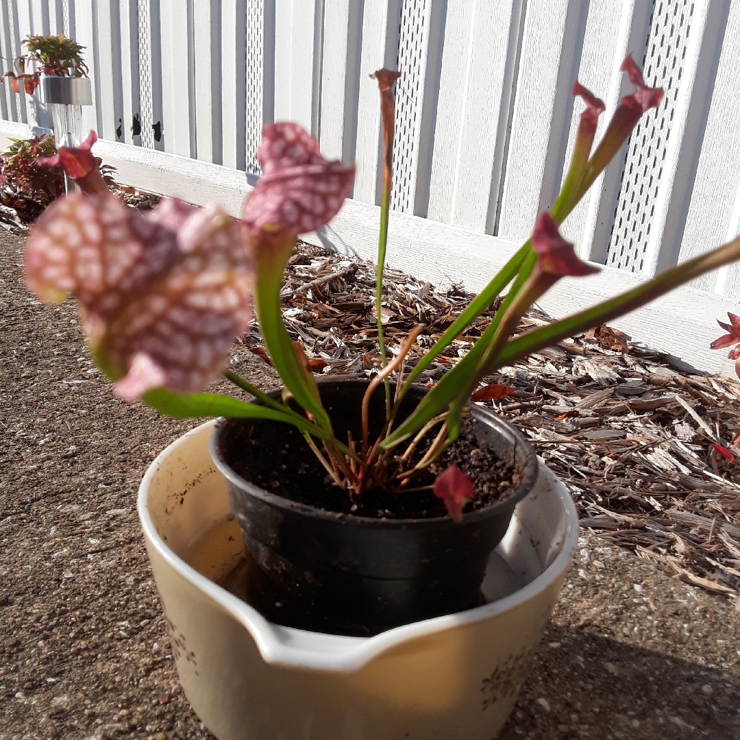 Sarracenia Danas Delight in the GardenTags plant encyclopedia Pitcher Plant Danas Delight in the GardenTags plant encyclopedia
