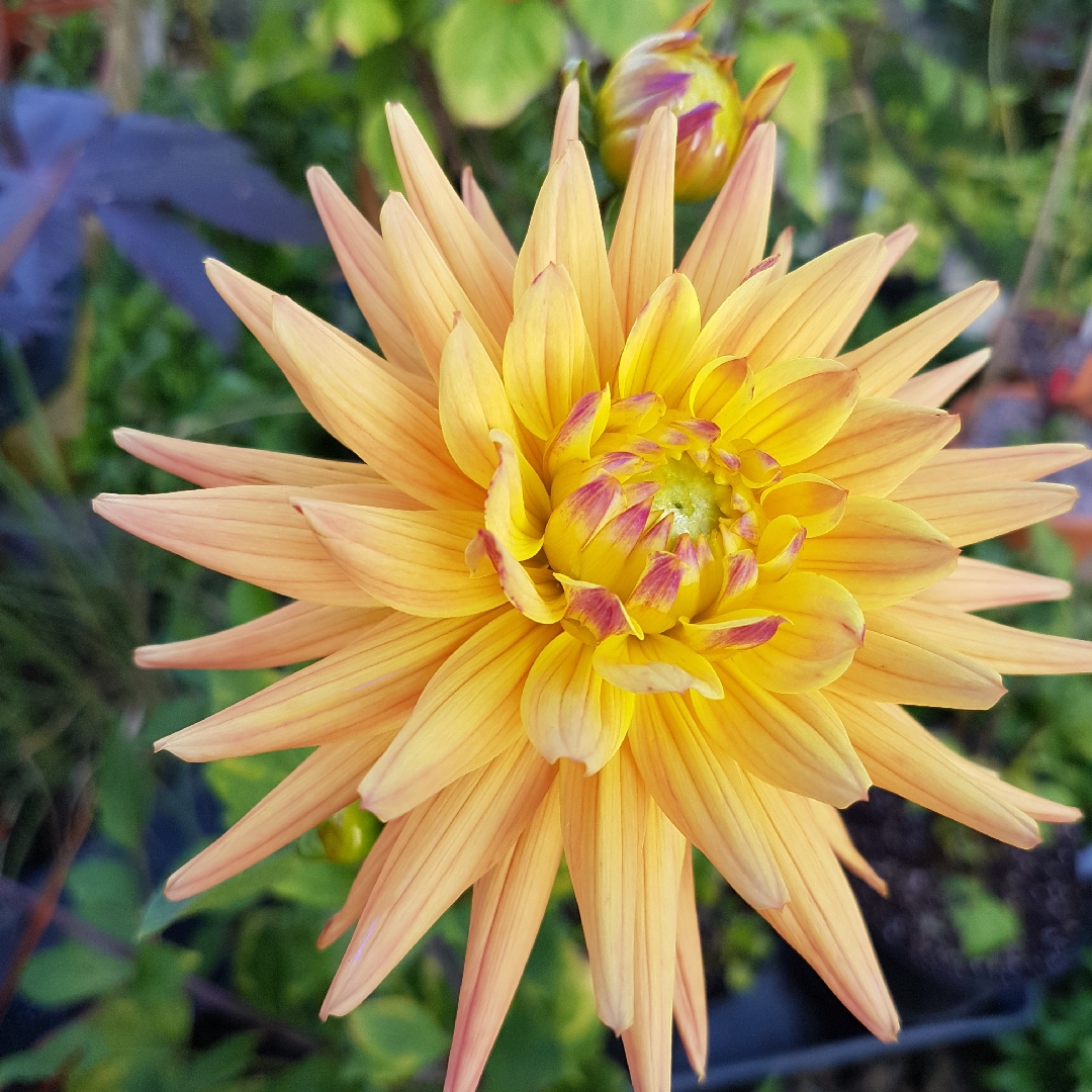 Dahlia Karma Corona in the GardenTags plant encyclopedia Dahlia Karma Corona (Semi-cactus) in the GardenTags plant encyclopedia