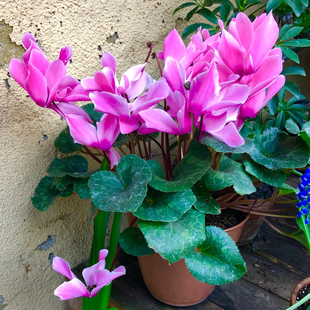 Cyclamen Fleur en Vogue Pink (Fleur en Vogue Series) in the GardenTags plant encyclopedia Florists Cyclamen Fleur en Vogue Pink in the GardenTags plant encyclopedia