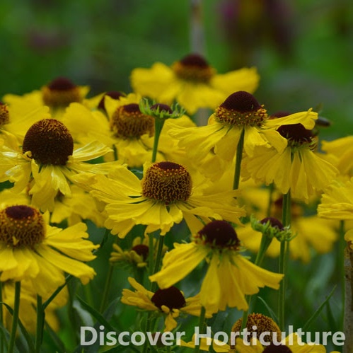 Helenium Wesergold in the GardenTags plant encyclopedia Sneezeweed Wesergold in the GardenTags plant encyclopedia