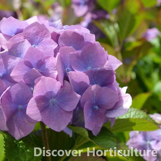 Hydrangea macrophylla Goliath in the GardenTags plant encyclopedia Hydrangea Goliath in the GardenTags plant encyclopedia