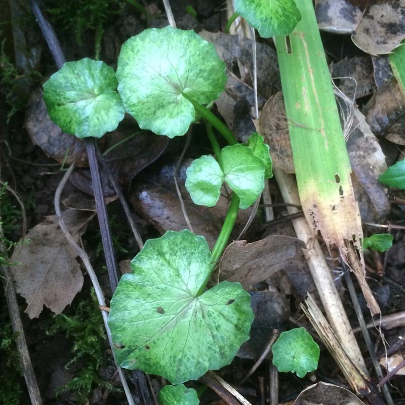 Ficaria verna subsp. verna Chedglow in the GardenTags plant encyclopedia Lesser Celandine Chedglow in the GardenTags plant encyclopedia