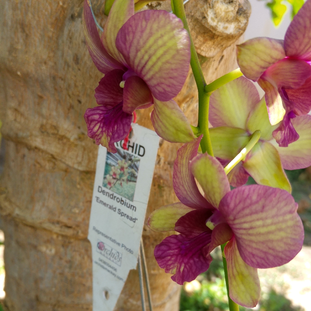 Dendrobium Emerald Spread in the GardenTags plant encyclopedia Orchid Emerald Spread in the GardenTags plant encyclopedia