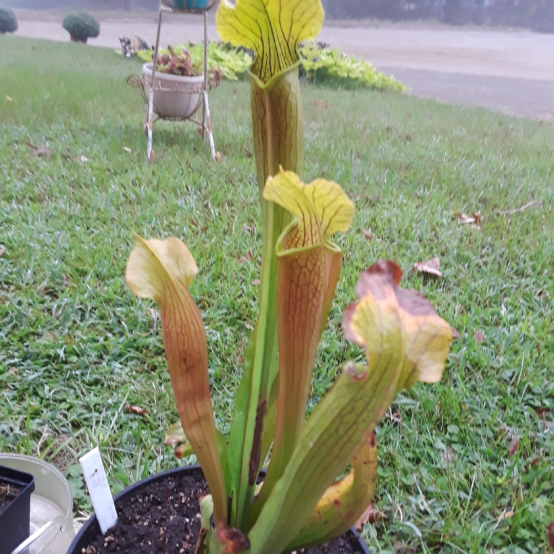 Sarracenia Bog Witch in the GardenTags plant encyclopedia Pitcher Plant Bog Witch in the GardenTags plant encyclopedia