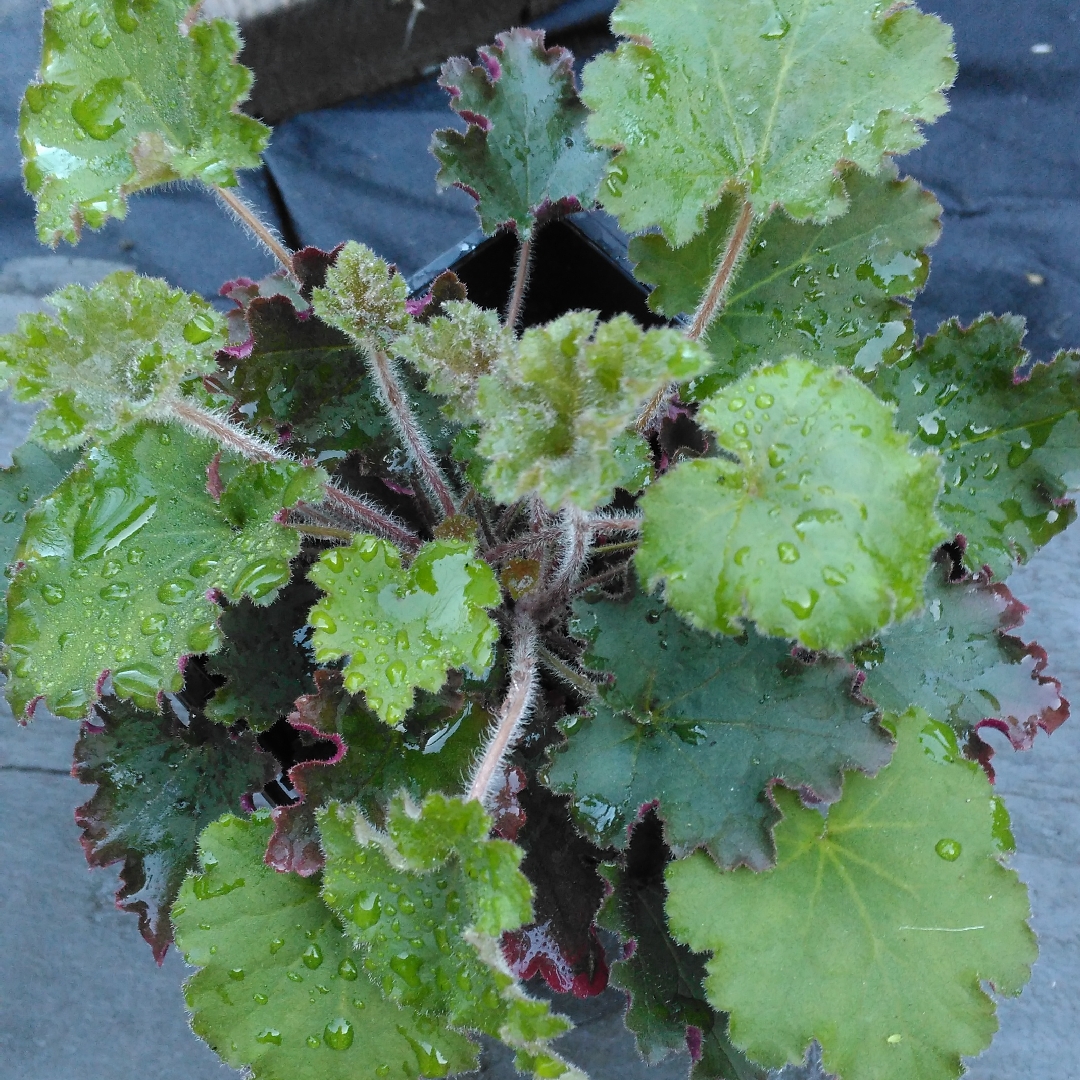 Heuchera Red Dress in the GardenTags plant encyclopedia Alumroot Red Dress in the GardenTags plant encyclopedia