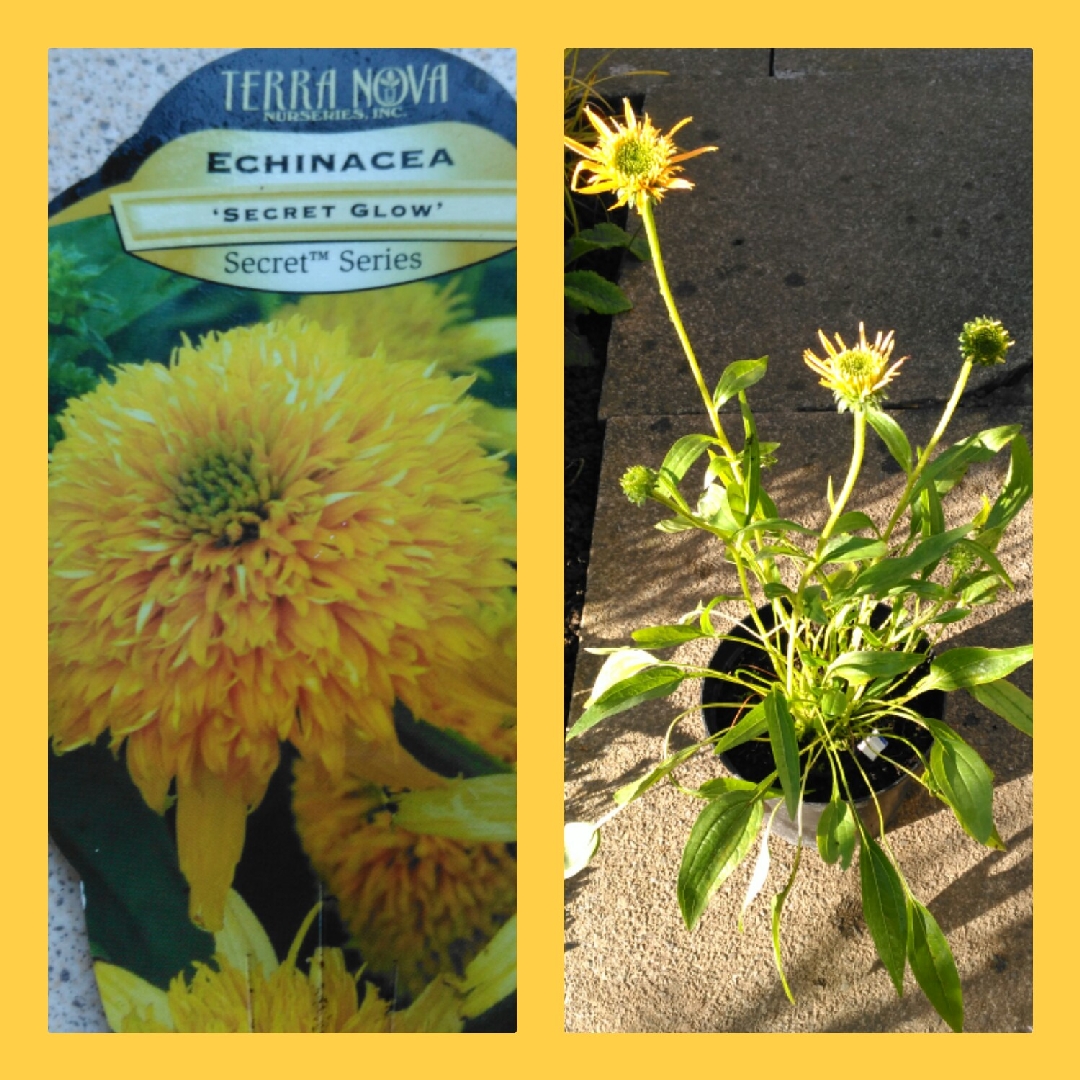 Echinacea Secret Glow (Secret Series) in the GardenTags plant encyclopedia Coneflower Secret Glow in the GardenTags plant encyclopedia