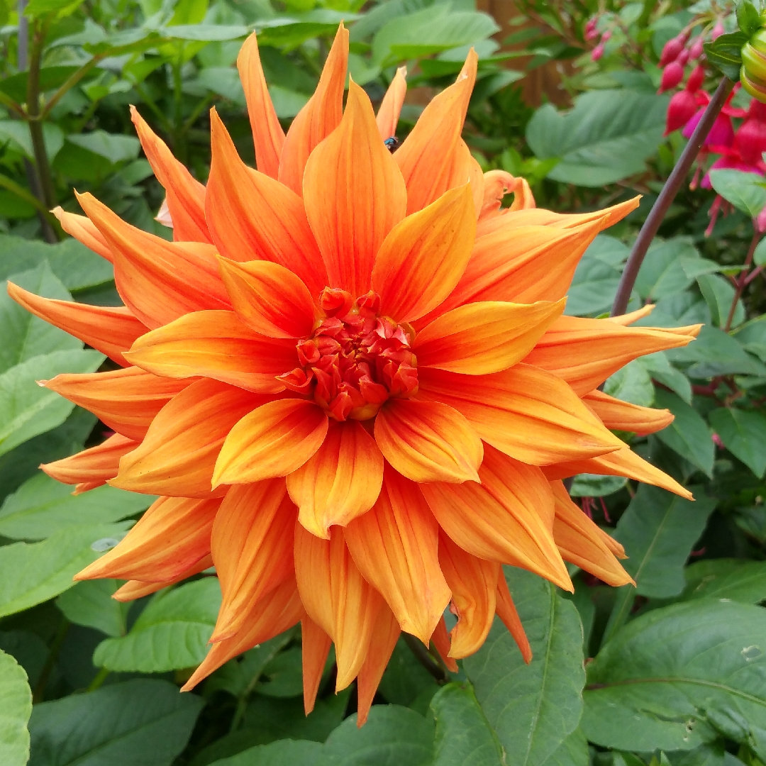 Dahlia Mrs Eileen in the GardenTags plant encyclopedia