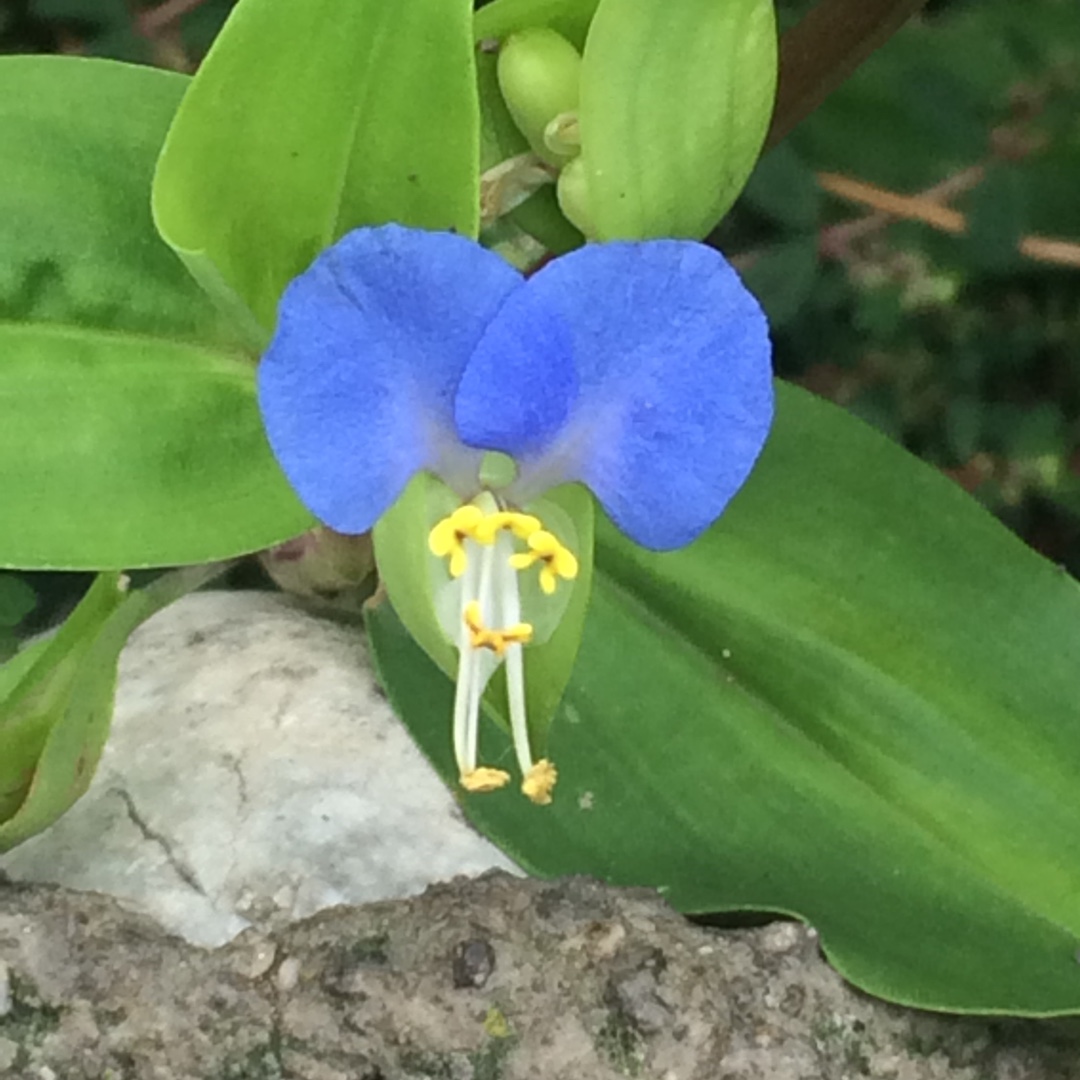 Tinantia anomala syn.Tradescantia anomola, Tradescantia texensis in the GardenTags plant encyclopedia False dayflower in the GardenTags plant encyclopedia
