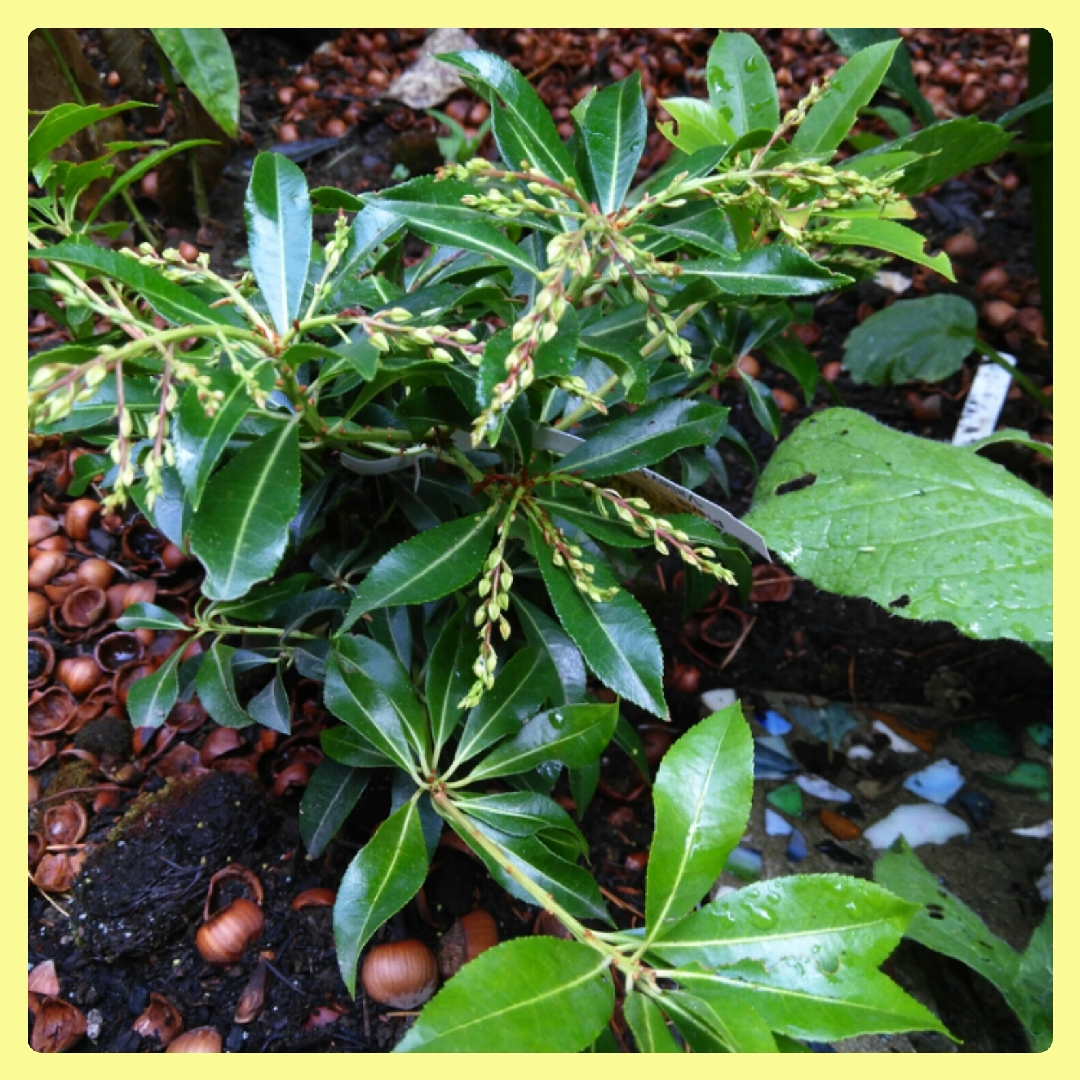 Pieris japonica Valley Fire in the GardenTags plant encyclopedia Pieris Valley Fire in the GardenTags plant encyclopedia