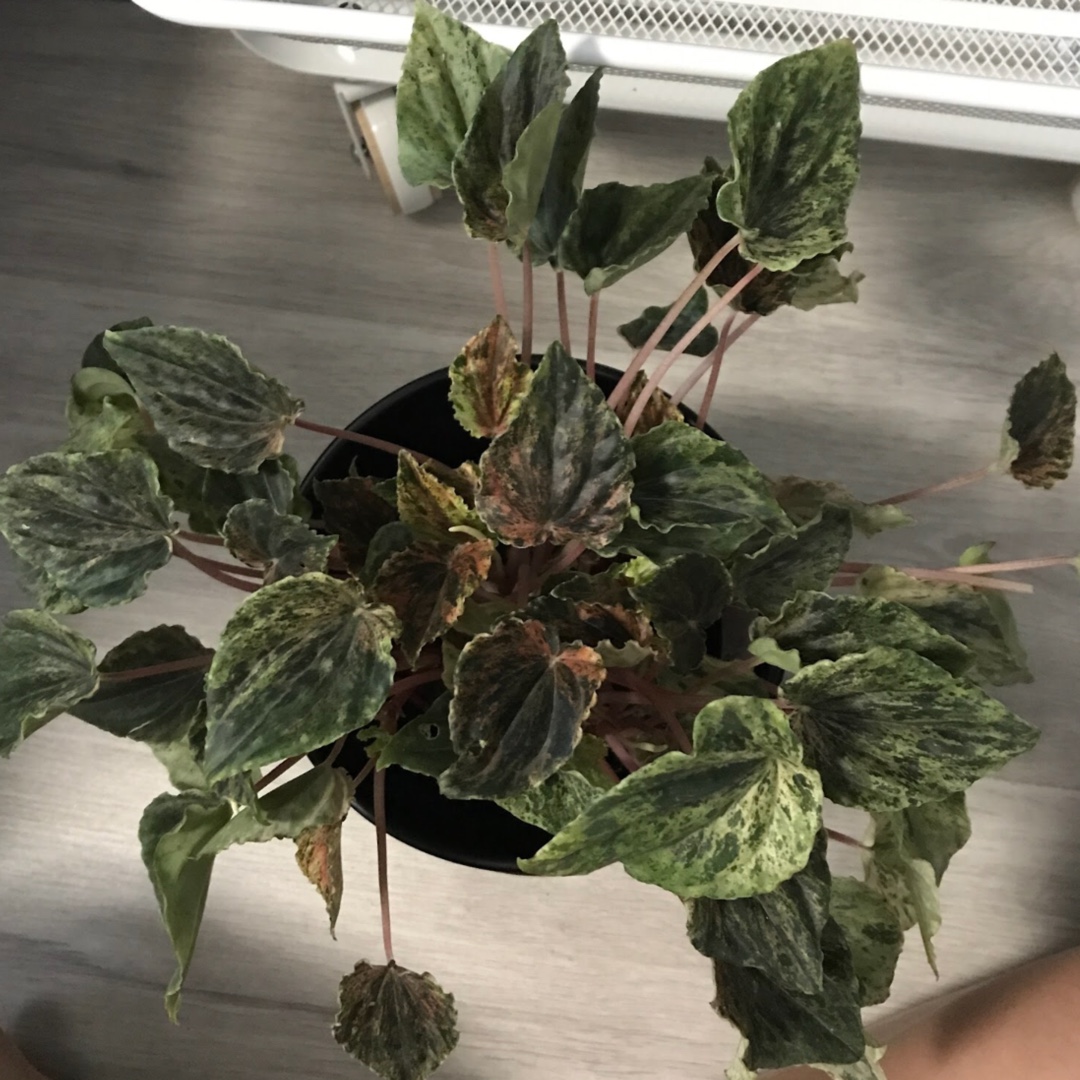 Peperomia marmorata Pink Lady in the GardenTags plant encyclopedia Silver Heart in the GardenTags plant encyclopedia