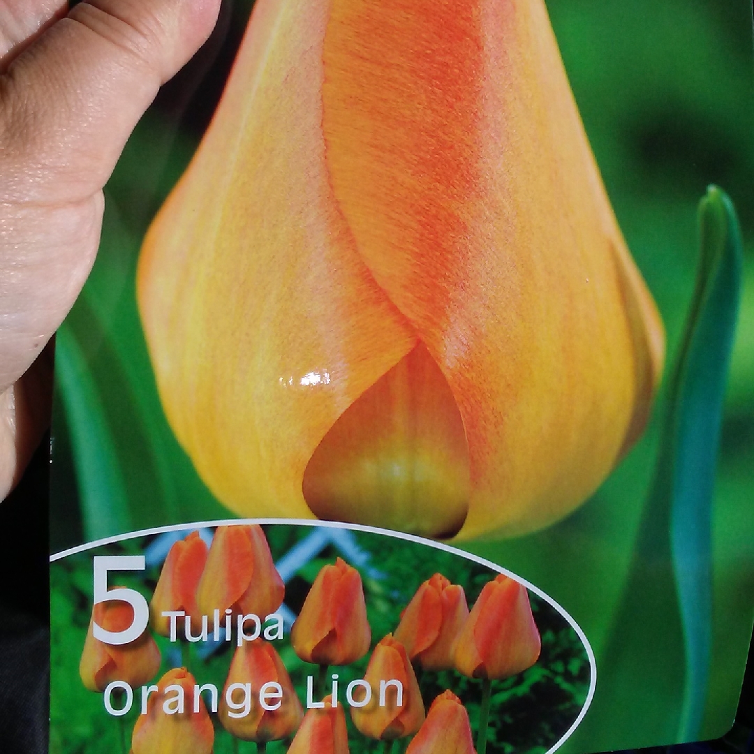 Tulipa Orange Lion in the GardenTags plant encyclopedia Tulip Orange Lion (Darwin Hybrid) in the GardenTags plant encyclopedia