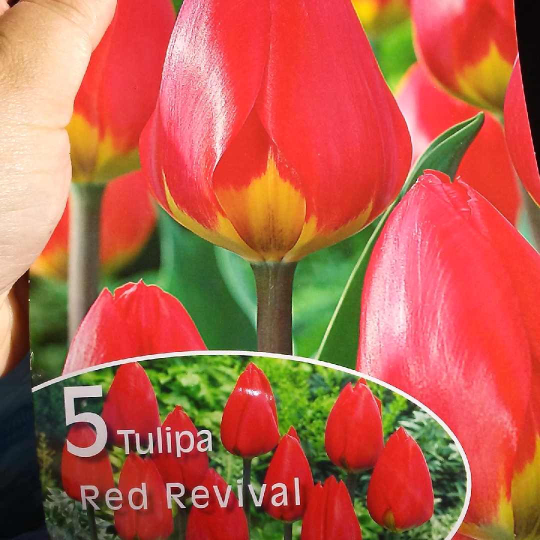 Tulipa Red Revival in the GardenTags plant encyclopedia Tulip Red Revival (Single Early) in the GardenTags plant encyclopedia