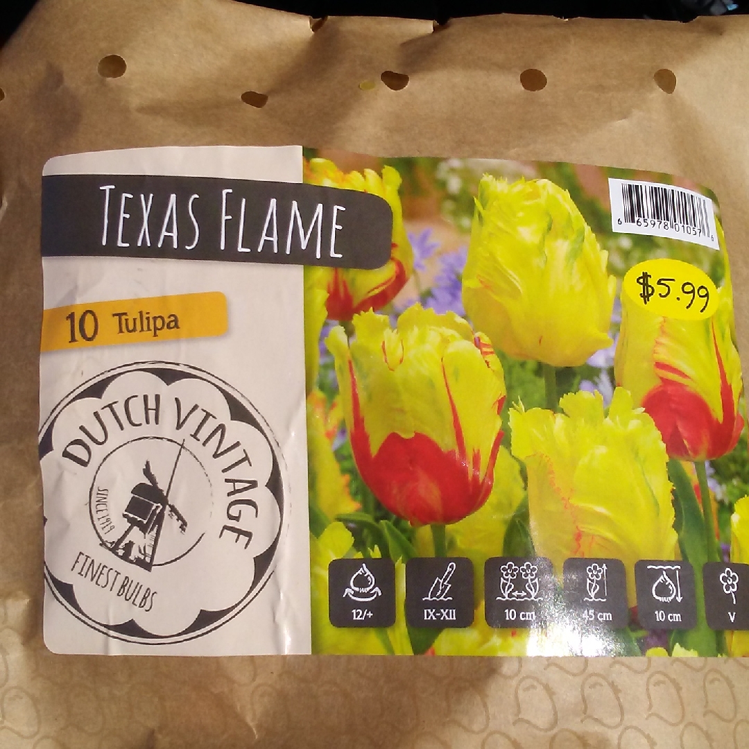 Tulipa Texas Flame in the GardenTags plant encyclopedia Tulip Texas Flame (Parrot) in the GardenTags plant encyclopedia
