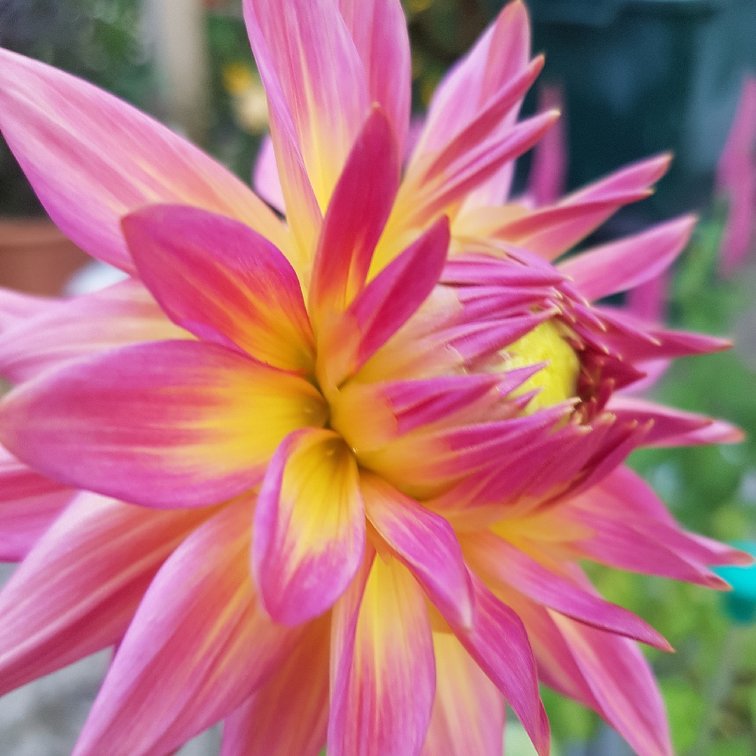 Dahlia Coral Jupiter in the GardenTags plant encyclopedia Dahlia Coral Jupiter (Semi-cactus) in the GardenTags plant encyclopedia