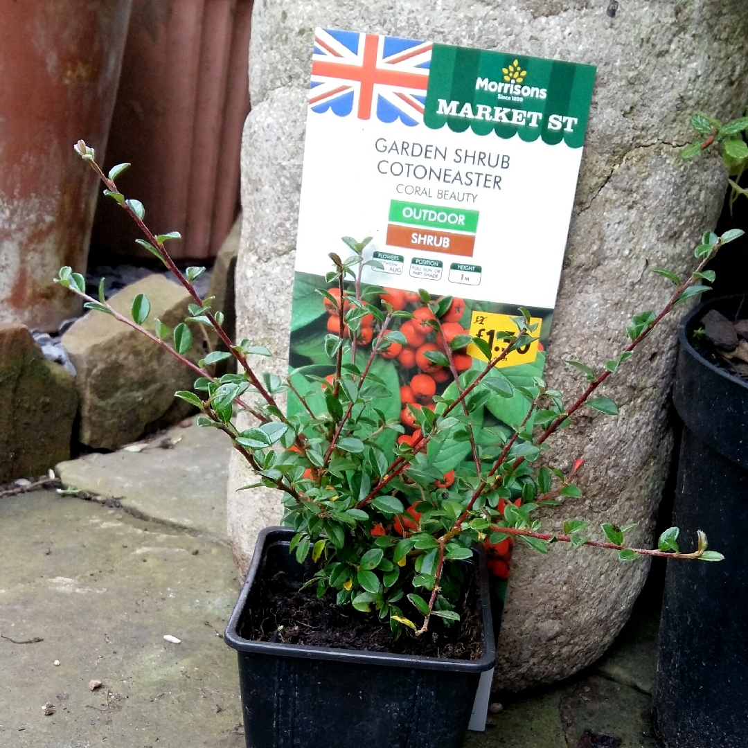 Cotoneaster x suecicus Coral Beauty in the GardenTags plant encyclopedia Cotoneaster Coral Beauty in the GardenTags plant encyclopedia