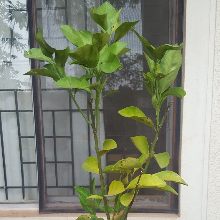 Citrus Sinensis Trovita in the GardenTags plant encyclopedia Orange Tree Trovita in the GardenTags plant encyclopedia