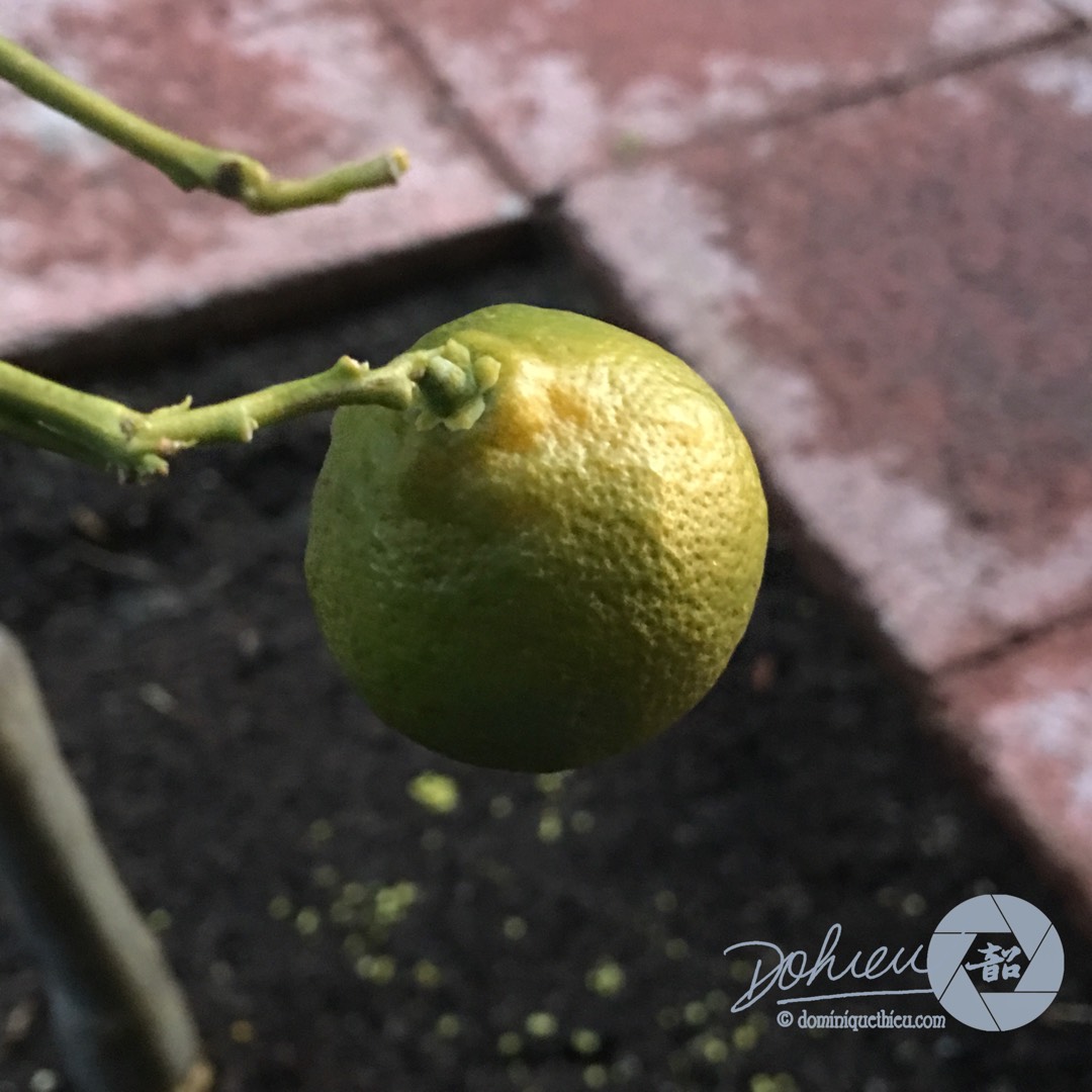 Citrus reticulata Blanco in the GardenTags plant encyclopedia Gold Nugget Mandarin Tree in the GardenTags plant encyclopedia