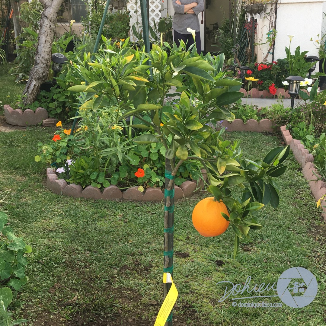 Orange Tree Cara Cara in the GardenTags plant encyclopedia