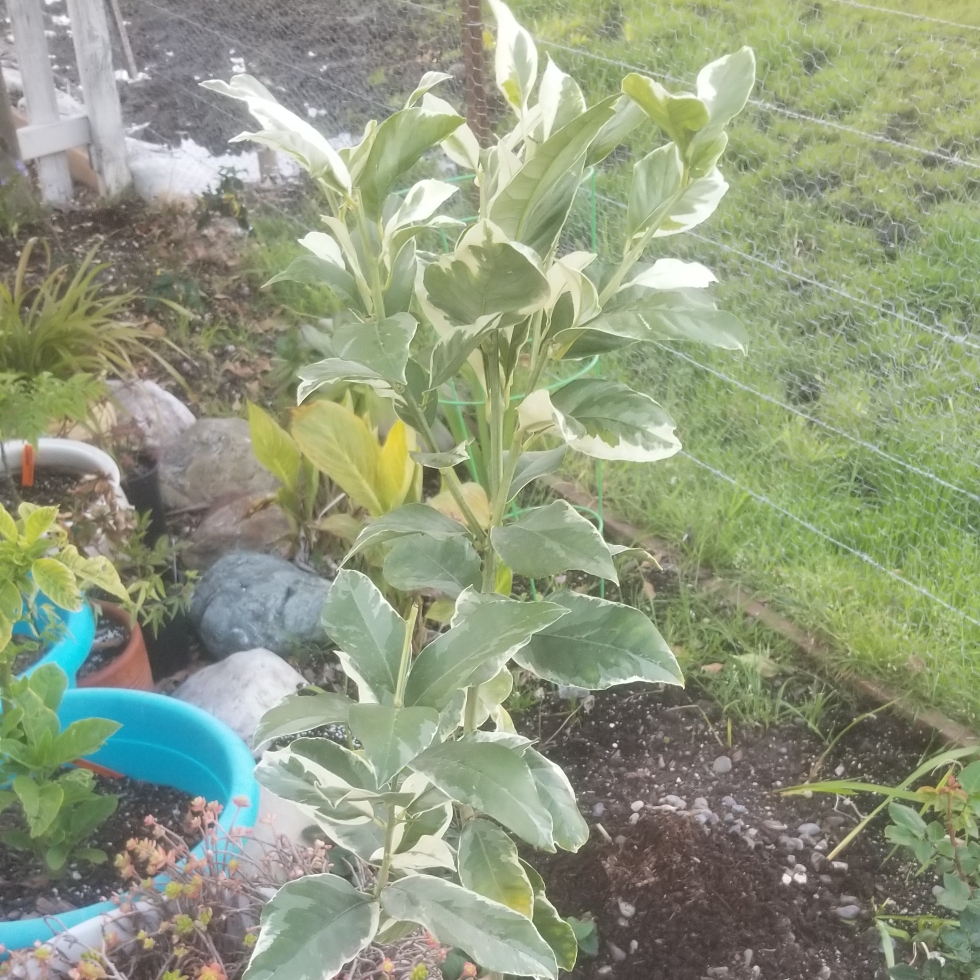 Citrus limon Variegated Pink in the GardenTags plant encyclopedia Variegated Pink Lemon Tree in the GardenTags plant encyclopedia