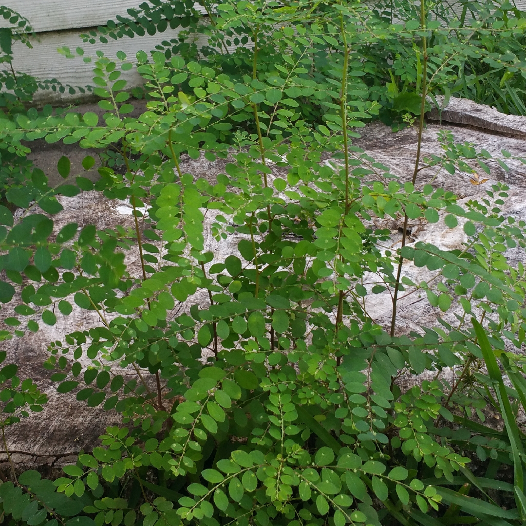 Phyllanthus niruri in the GardenTags plant encyclopedia Gale of the wind in the GardenTags plant encyclopedia