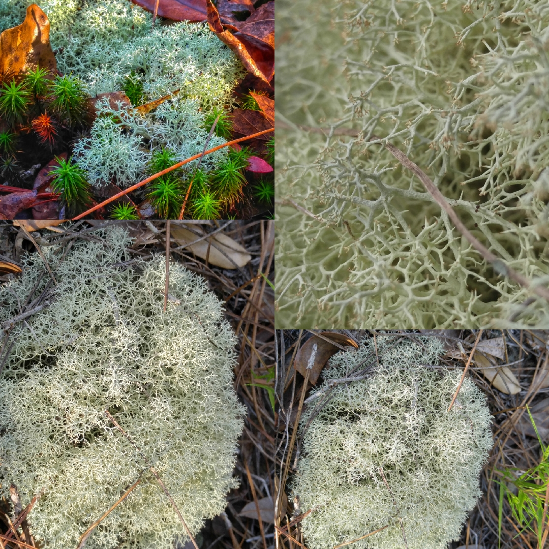 Cladonia subtenius in the GardenTags plant encyclopedia Reindeer moss in the GardenTags plant encyclopedia
