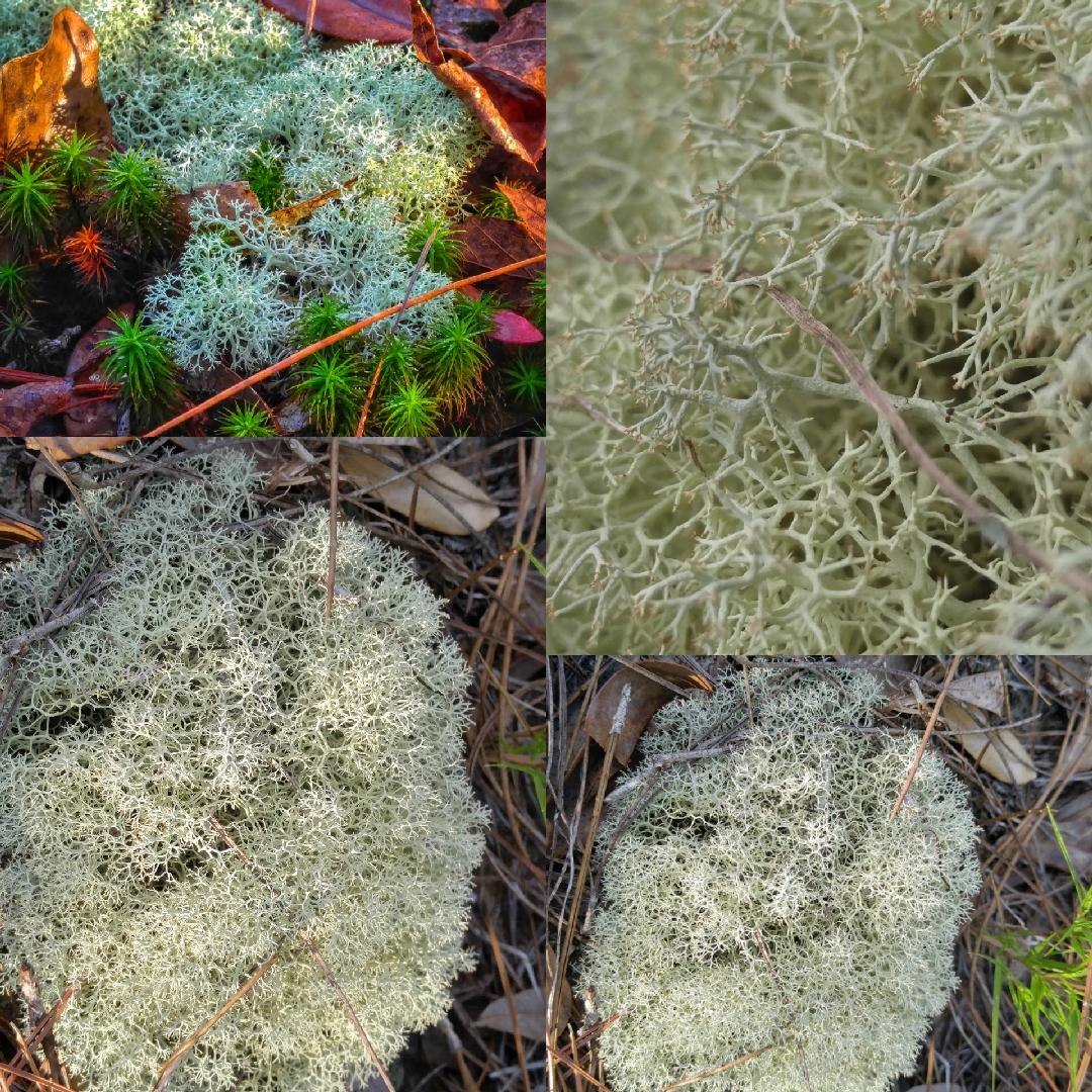 Maryland's Reindeer Moss, Dixie Reindeer Moss (Cladina subt…