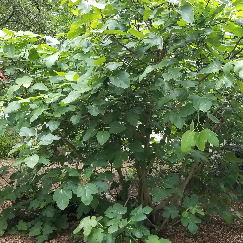 Ficus carica Texas Everbearing in the GardenTags plant encyclopedia Fig Texas Everbearing in the GardenTags plant encyclopedia