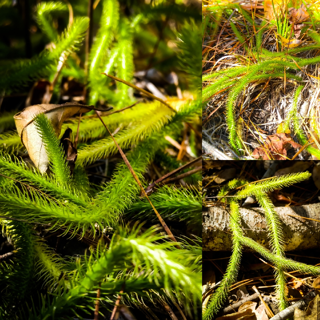 Lycopodium clavatum in the GardenTags plant encyclopedia Running Club Moss in the GardenTags plant encyclopedia