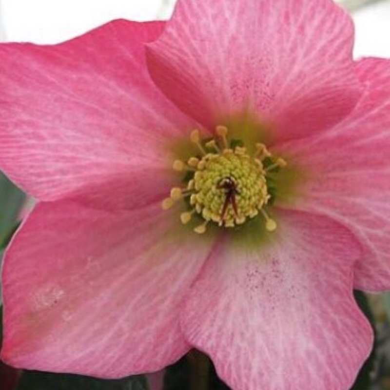 Helleborus Walhero syn. Helleborus Walbertons Rosemary in the GardenTags plant encyclopedia Hellebore Walbertons Rosemary in the GardenTags plant encyclopedia