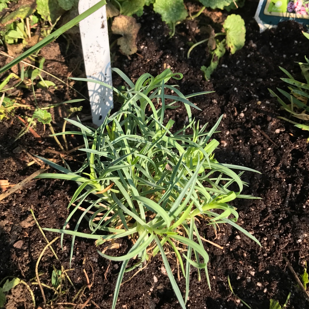 Dianthus Dessert™ Raspberry Swirl in the GardenTags plant encyclopedia Dianthus Raspberry Swirl in the GardenTags plant encyclopedia