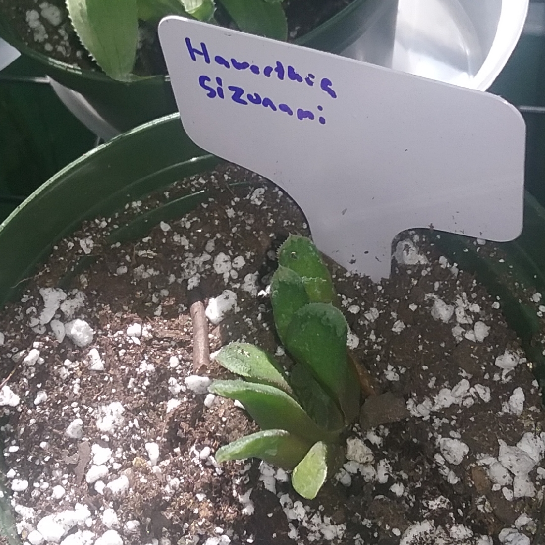 Haworthia truncata Sizunami in the GardenTags plant encyclopedia Haworthia Sizunami in the GardenTags plant encyclopedia