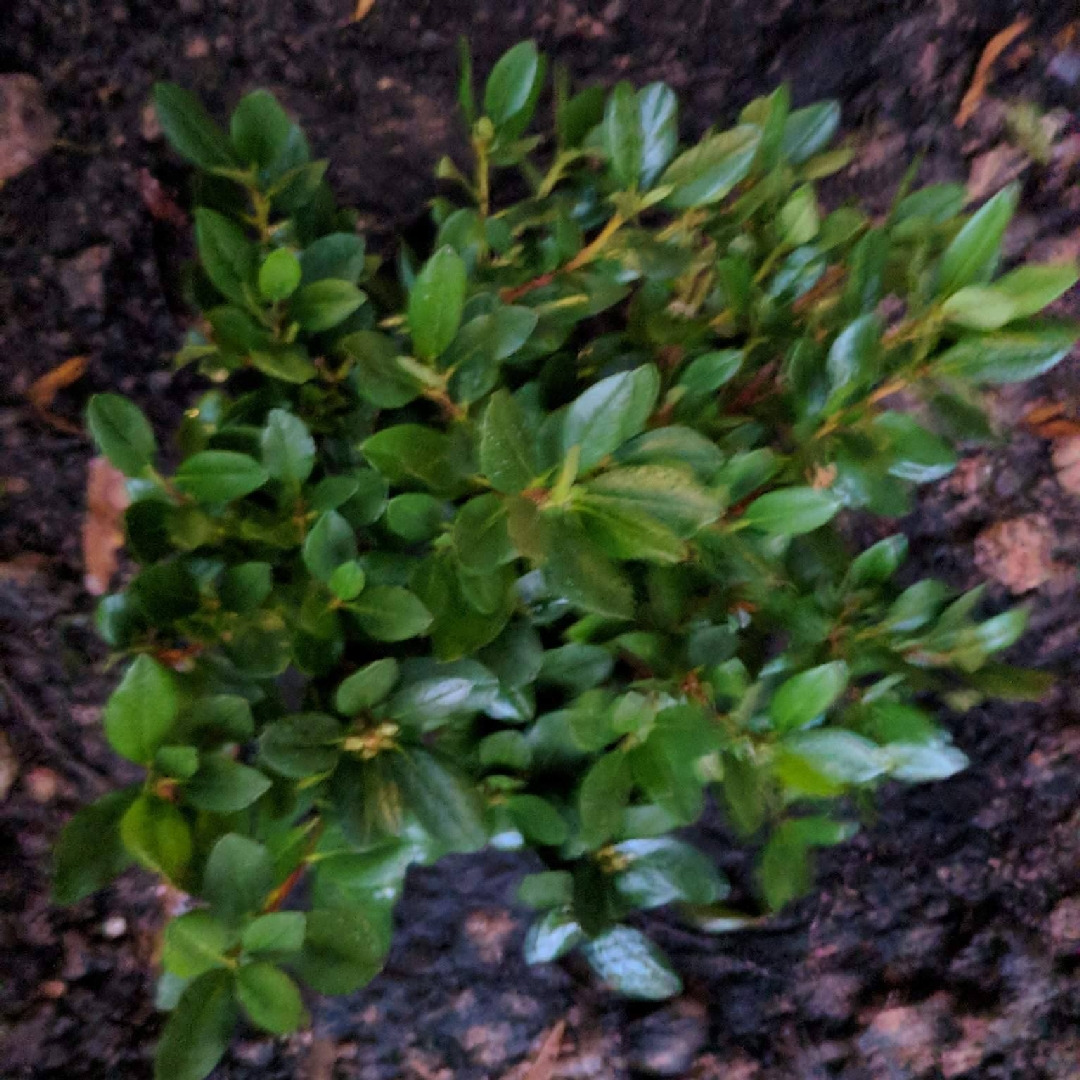 Rhododendron P.J.M. Compacta in the GardenTags plant encyclopedia PJM Rhododendron Hybrid in the GardenTags plant encyclopedia
