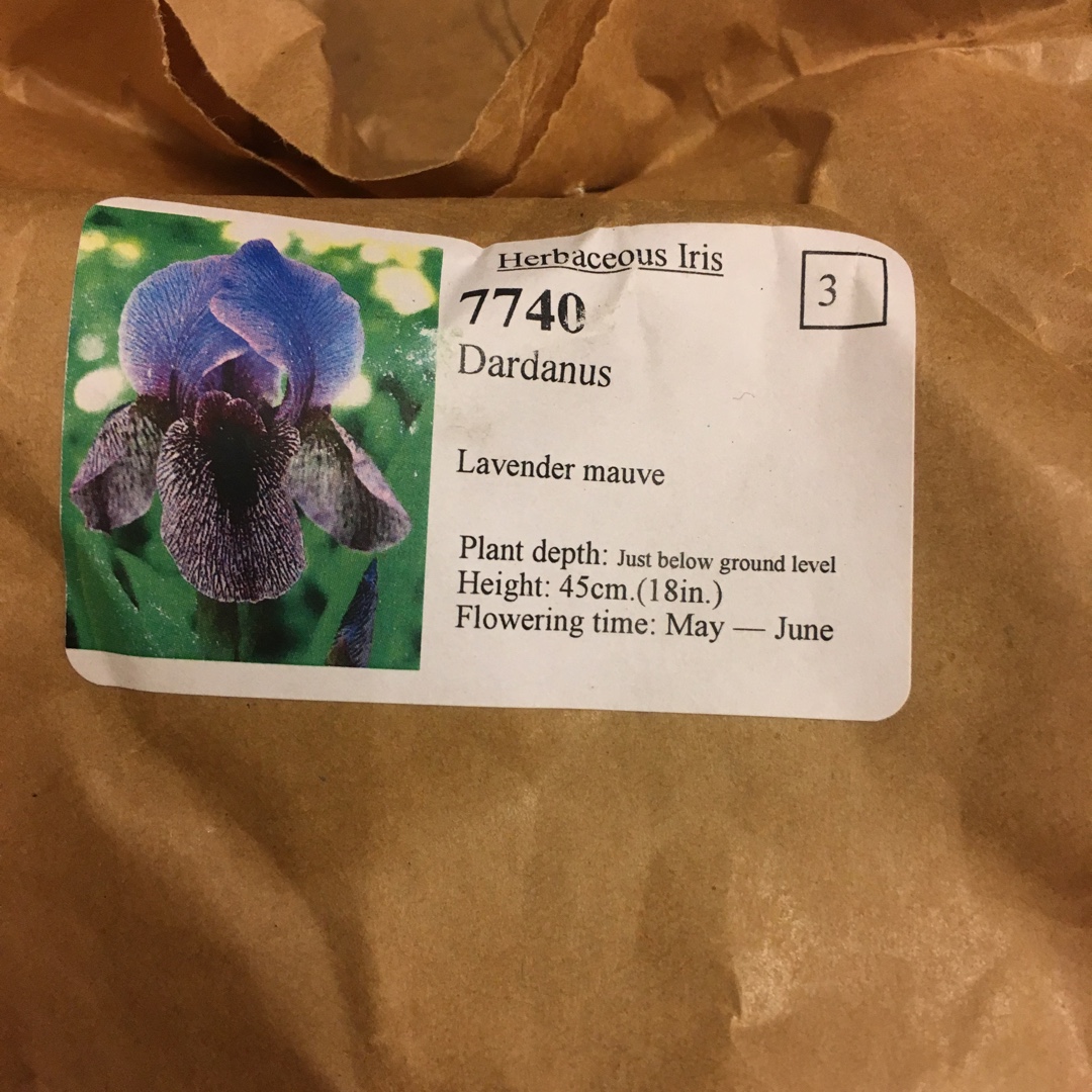 Iris Dardanus in the GardenTags plant encyclopedia Iris Dardanus in the GardenTags plant encyclopedia