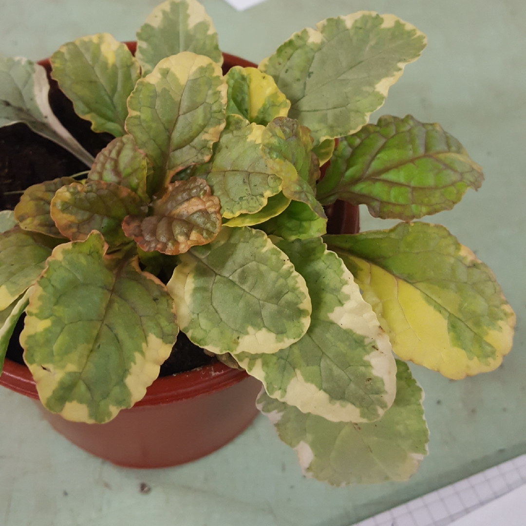 Ajuga reptans Golden Beauty in the GardenTags plant encyclopedia Bugle Golden Beauty in the GardenTags plant encyclopedia