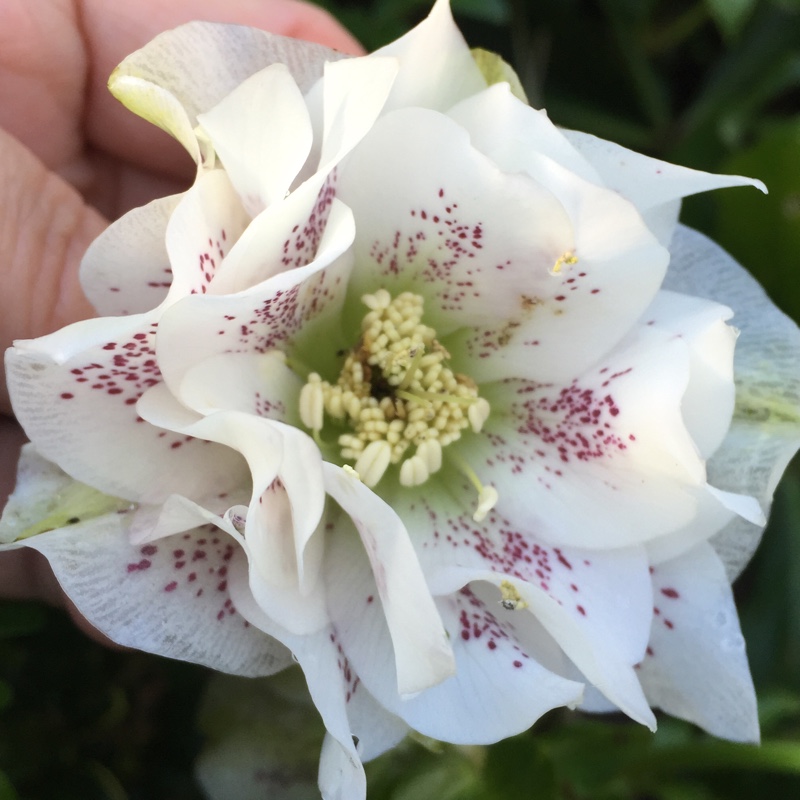 Hellebore (Species) Hybrid Hellebore in the GardenTags plant encyclopedia