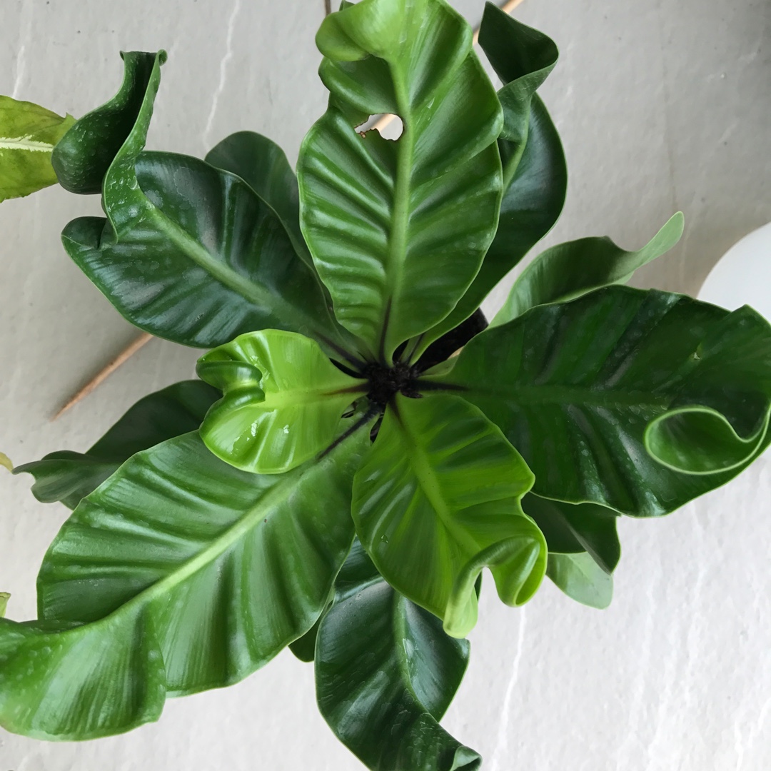 Asplenium Manila in the GardenTags plant encyclopedia Birds Nest Fern in the GardenTags plant encyclopedia