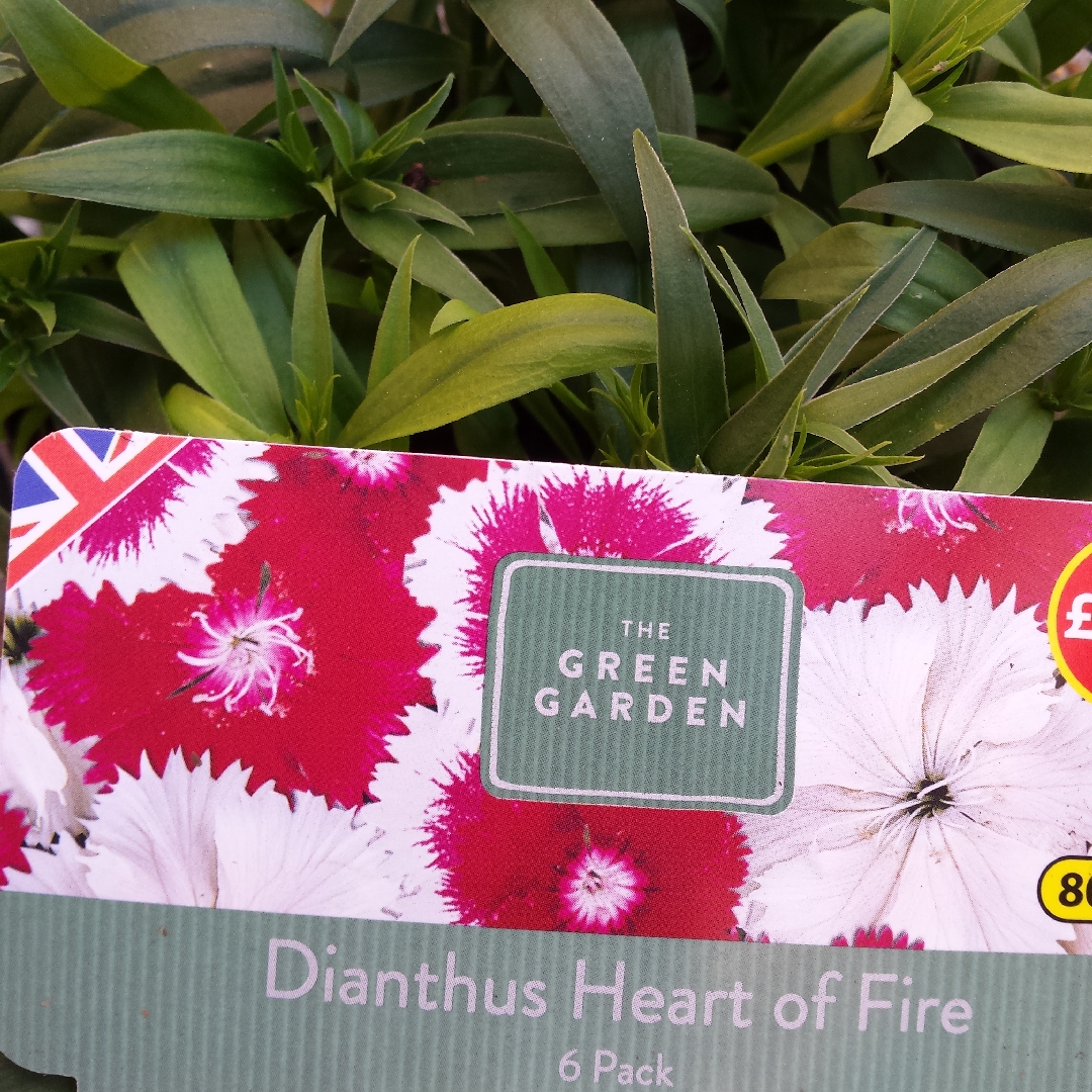 Dianthus chinensis x barbatus Floral Lace Hearts Of Fire in the GardenTags plant encyclopedia Chinese Pink Floral Lace Hearts Of Fire in the GardenTags plant encyclopedia