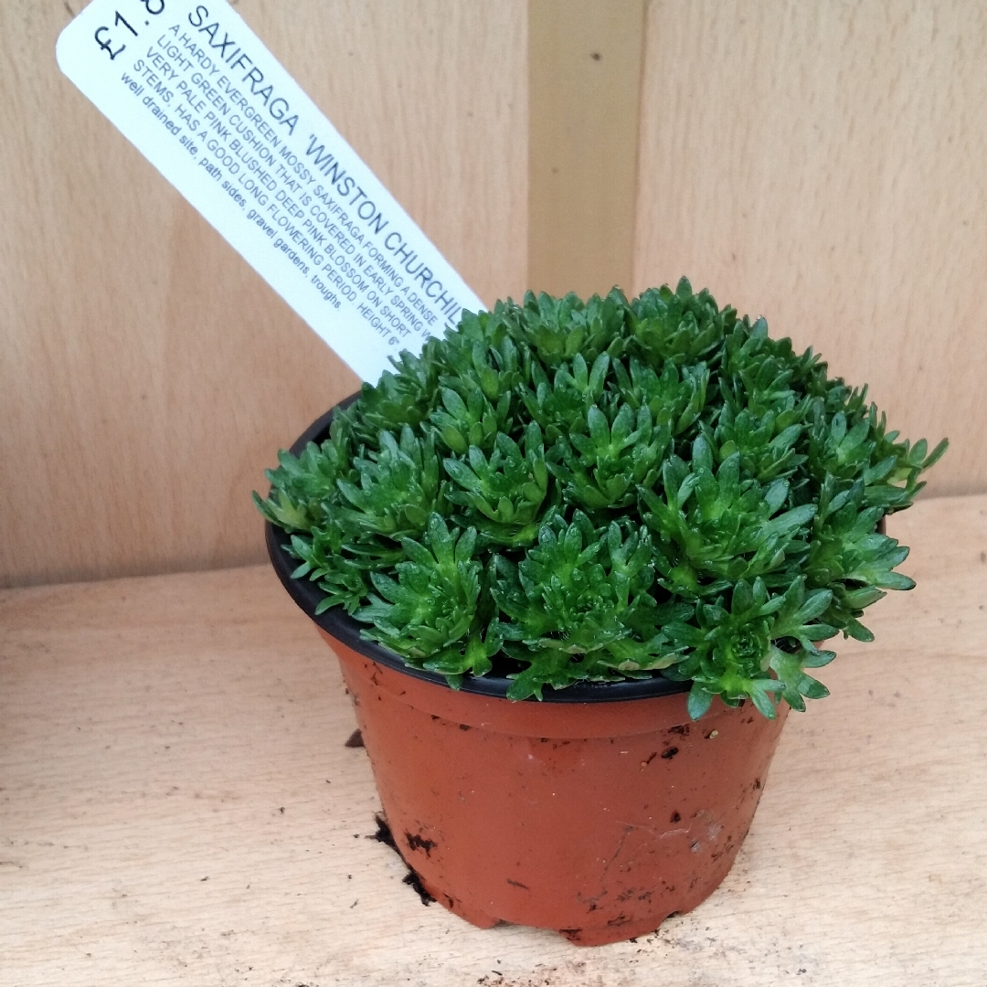 Saxifraga Winston Churchill in the GardenTags plant encyclopedia Saxifrage Winston Churchill in the GardenTags plant encyclopedia