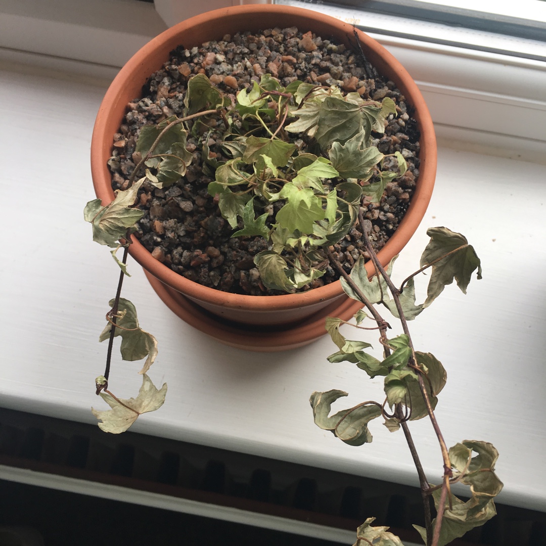 Hedera helix Silver in the GardenTags plant encyclopedia Silver Ivy in the GardenTags plant encyclopedia