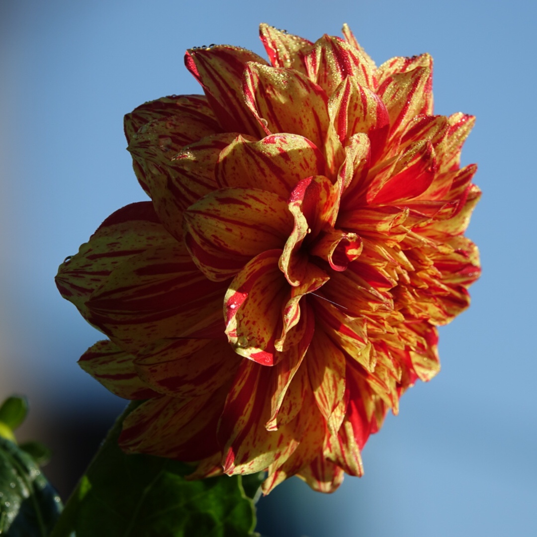 Dahlia Cambridge in the GardenTags plant encyclopedia Dahlia Cambridge (Decorative) in the GardenTags plant encyclopedia