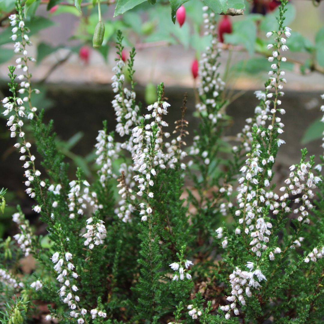 Calluna vulgaris Hammondii Aureifolia in the GardenTags plant encyclopedia Common Heather Hammondii Aureifolia in the GardenTags plant encyclopedia