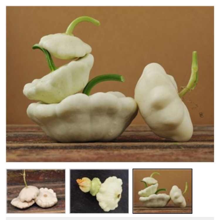 Cucurbita pepo. Early White Bush Scallop in the GardenTags plant encyclopedia Patty Pan Squash White Bush Scallop in the GardenTags plant encyclopedia