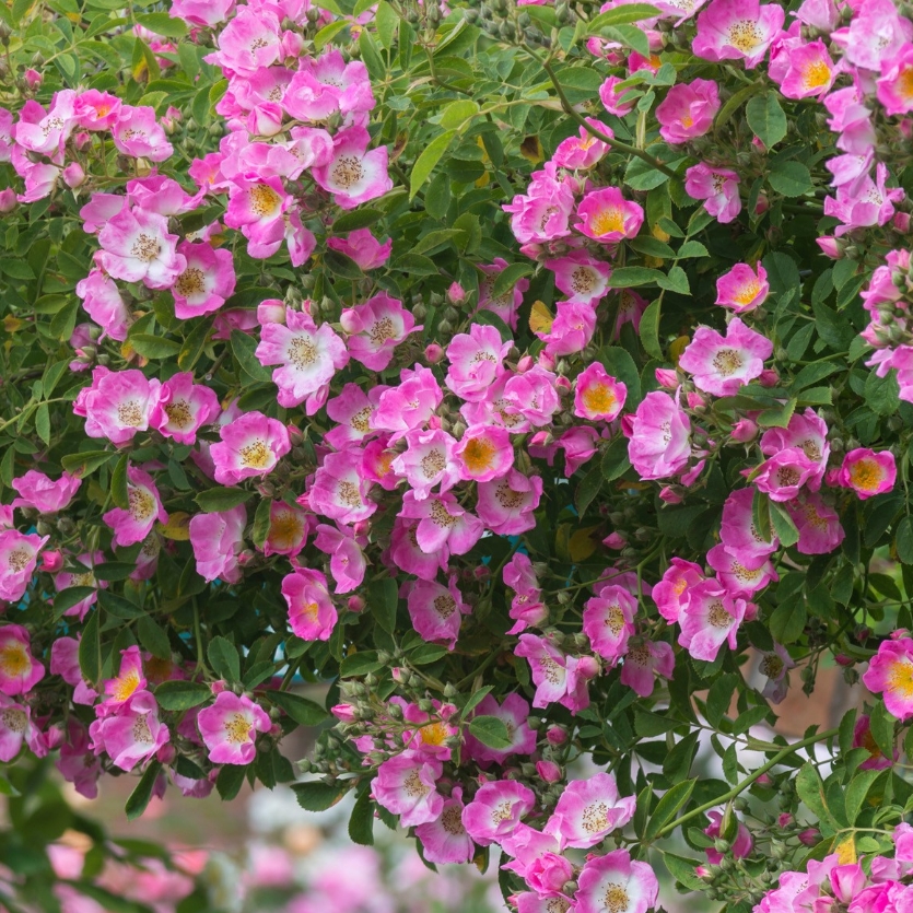 Rosa Kew Rambler in the GardenTags plant encyclopedia Rose Kew Rambler (Rambler) in the GardenTags plant encyclopedia