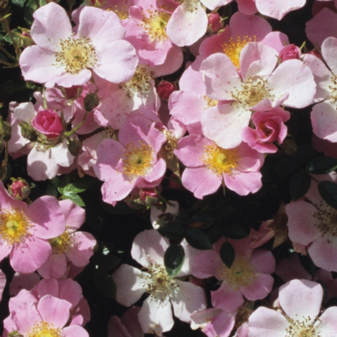 Rosa Chewcreepy syn. Rosa Centre Stage in the GardenTags plant encyclopedia Rose Centre Stage (Shrub Ground Cover) in the GardenTags plant encyclopedia